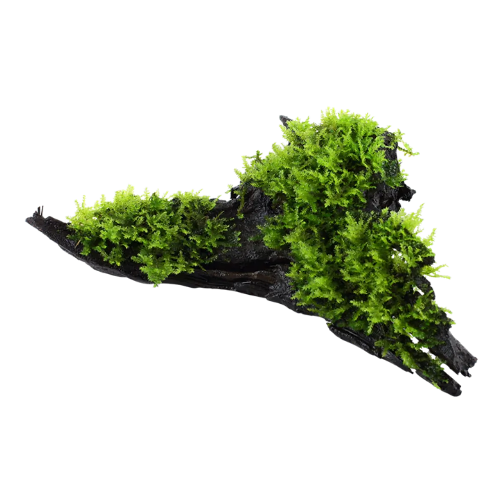 Vesicularia montagnei ('Christmas Moss')